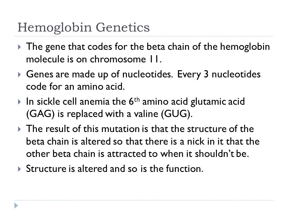 Hemoglobin Genetics The gene that codes for the beta chain of the hemoglobin molecule is on chromosome 11.
