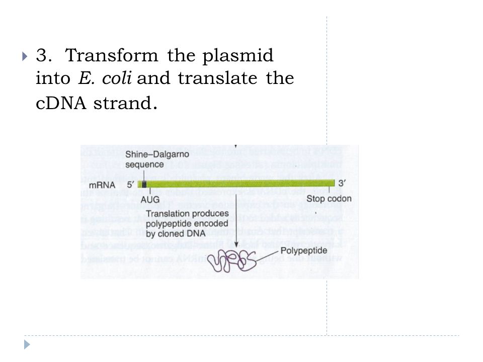 3. Transform the plasmid into E. coli and translate the cDNA strand.