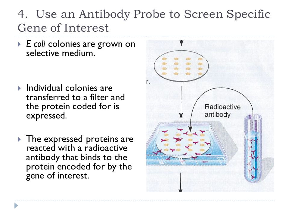 4. Use an Antibody Probe to Screen Specific Gene of Interest
