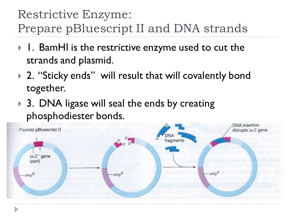 Restrictive Enzyme: Prepare pBluescript II and DNA strands