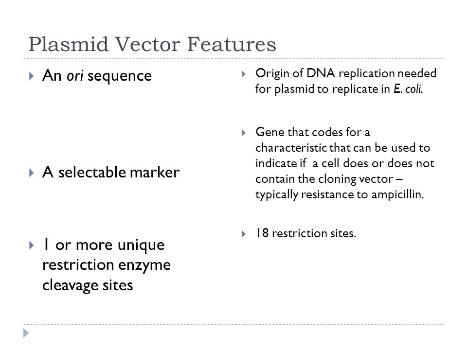 Plasmid Vector Features