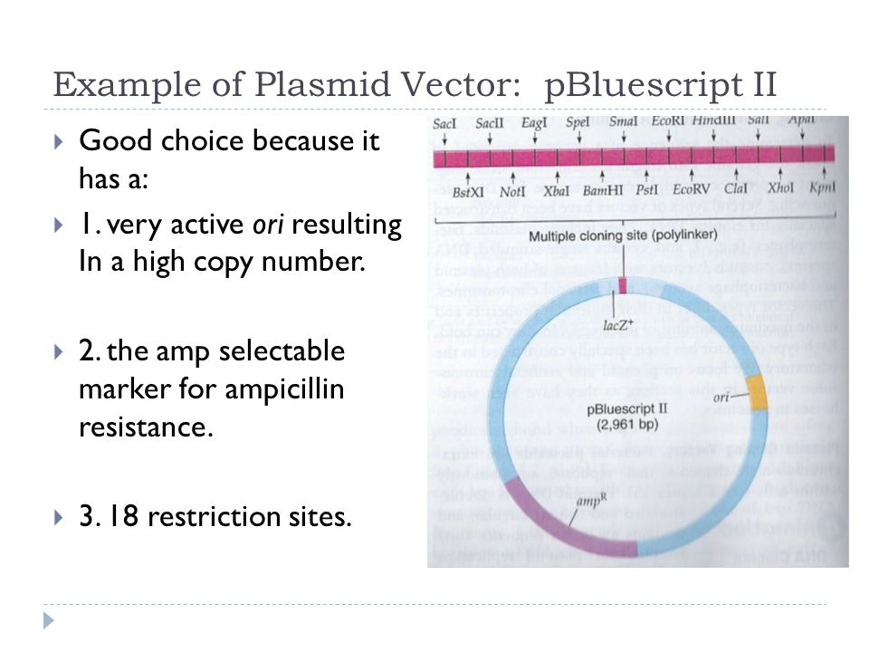 Example of Plasmid Vector: pBluescript II