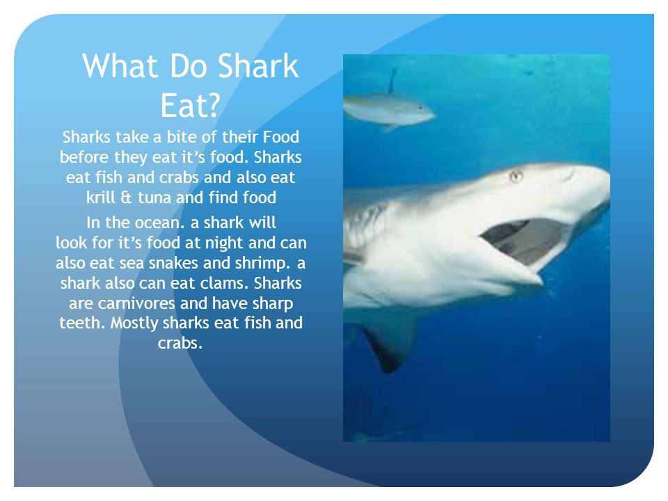 What Do Shark Eat Sharks take a bite of their Food before they eat it’s food. Sharks eat fish and crabs and also eat krill & tuna and find food.