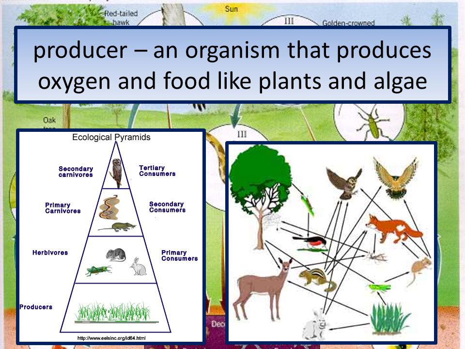 producer – an organism that produces oxygen and food like plants and algae