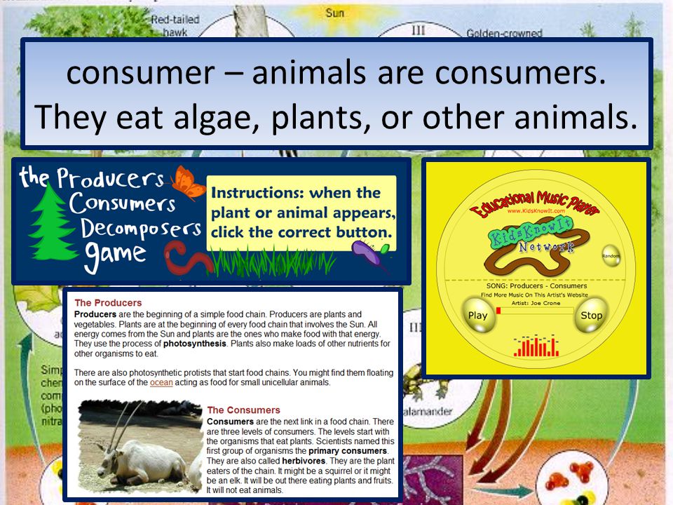 consumer – animals are consumers