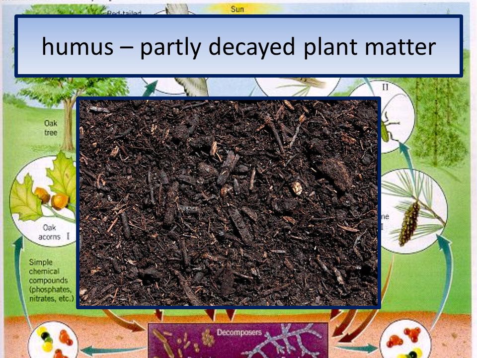 humus – partly decayed plant matter