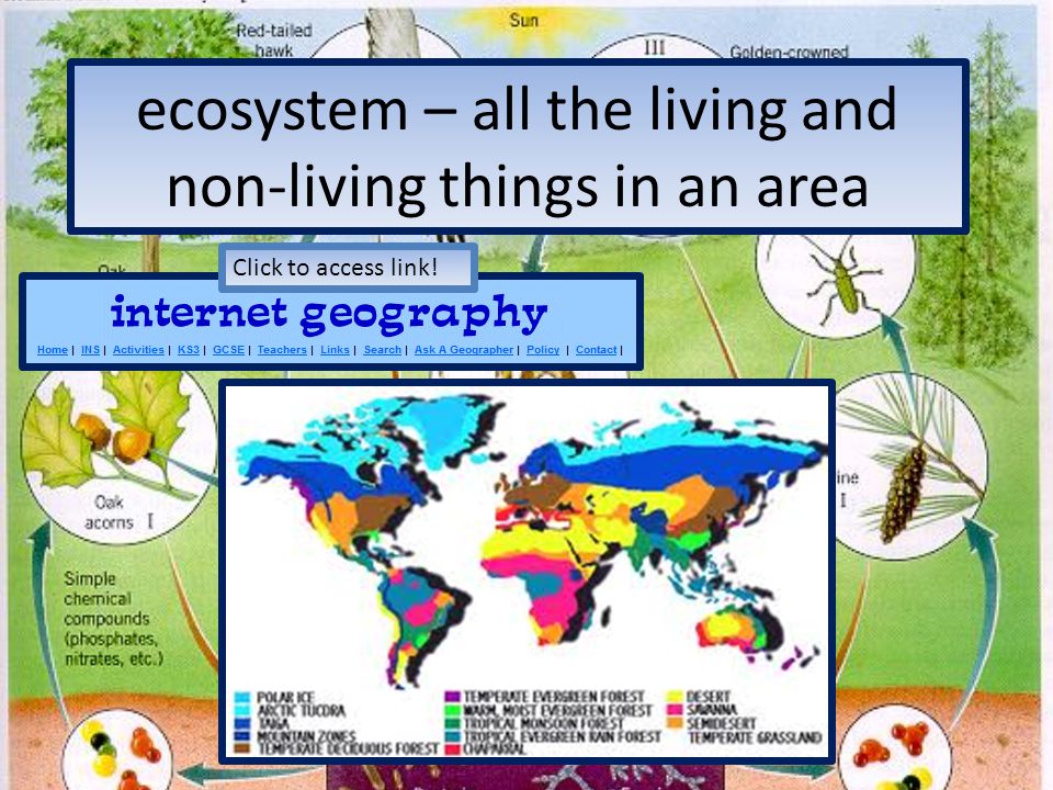 ecosystem – all the living and non-living things in an area