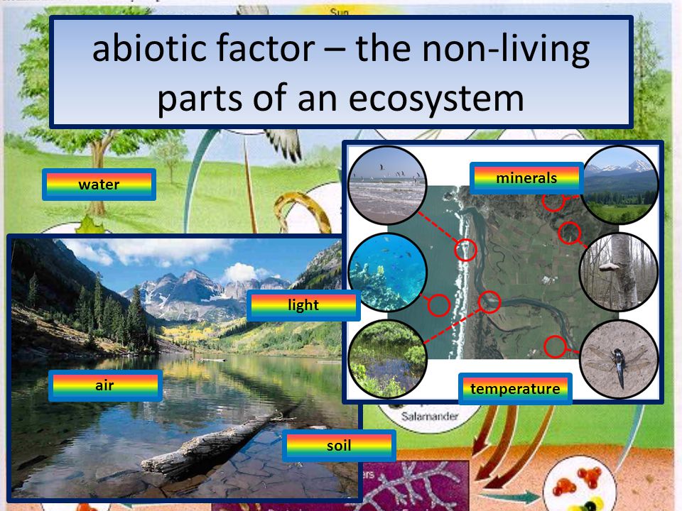 abiotic factor – the non-living parts of an ecosystem