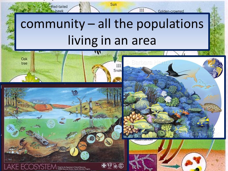 community – all the populations living in an area