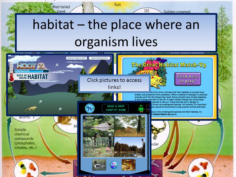habitat – the place where an organism lives