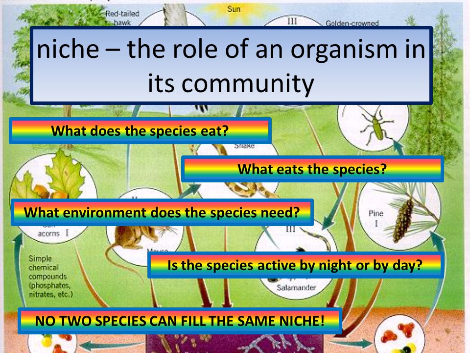 niche – the role of an organism in its community