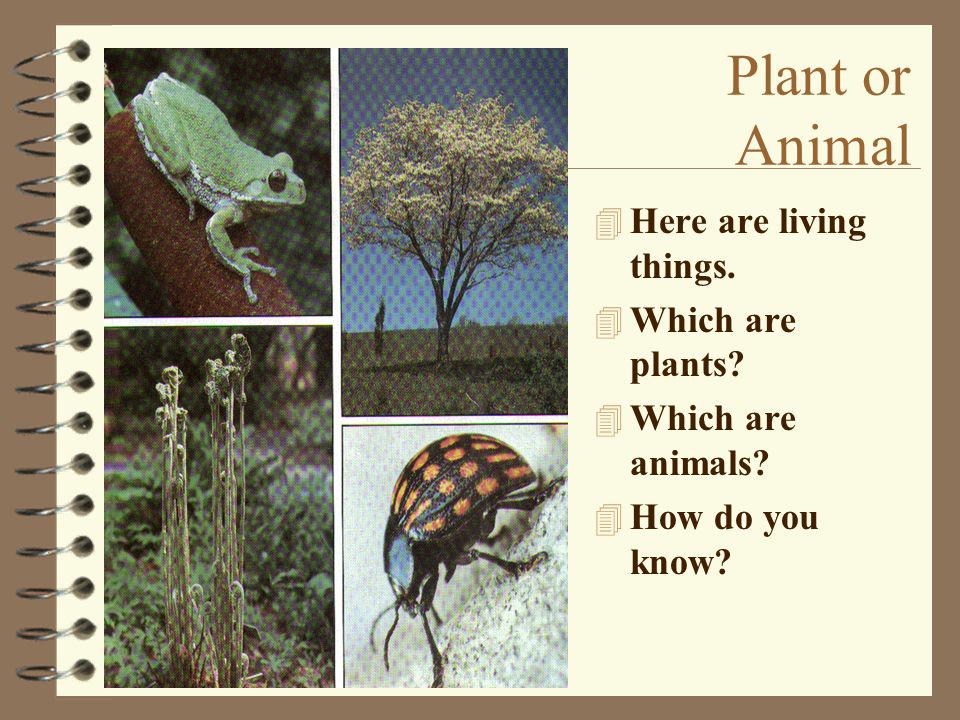 Plant or Animal Here are living things. Which are plants
