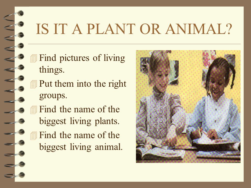 IS IT A PLANT OR ANIMAL Find pictures of living things.