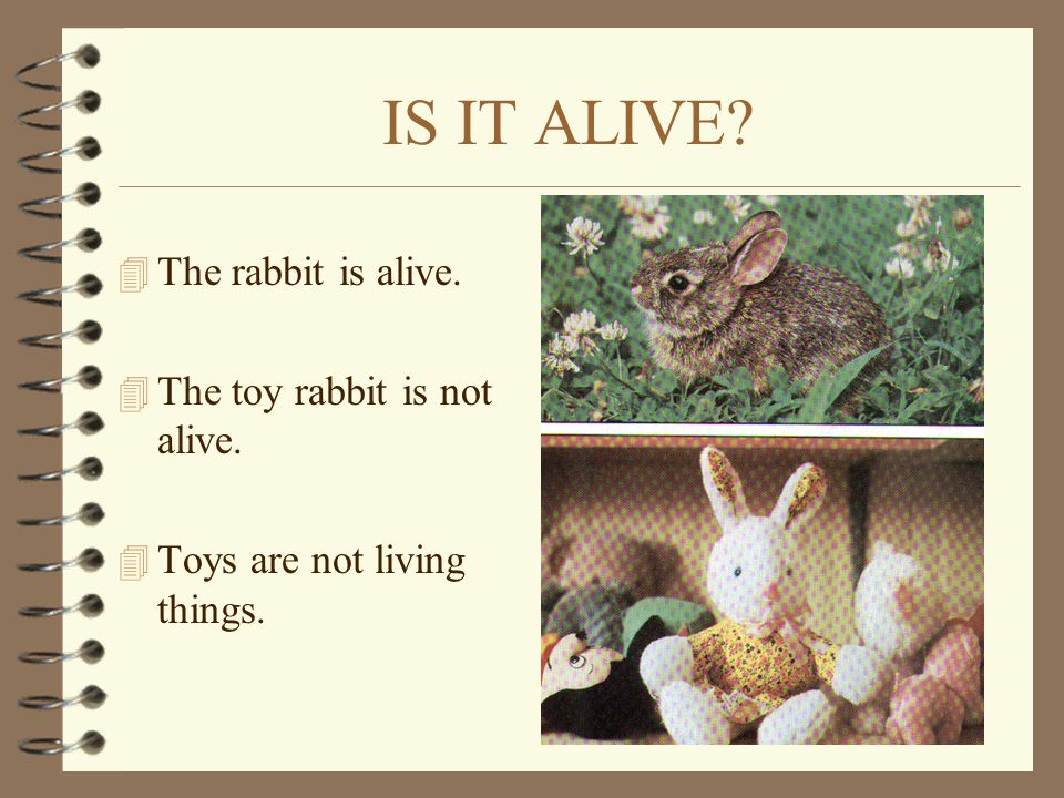 IS IT ALIVE The rabbit is alive. The toy rabbit is not alive.