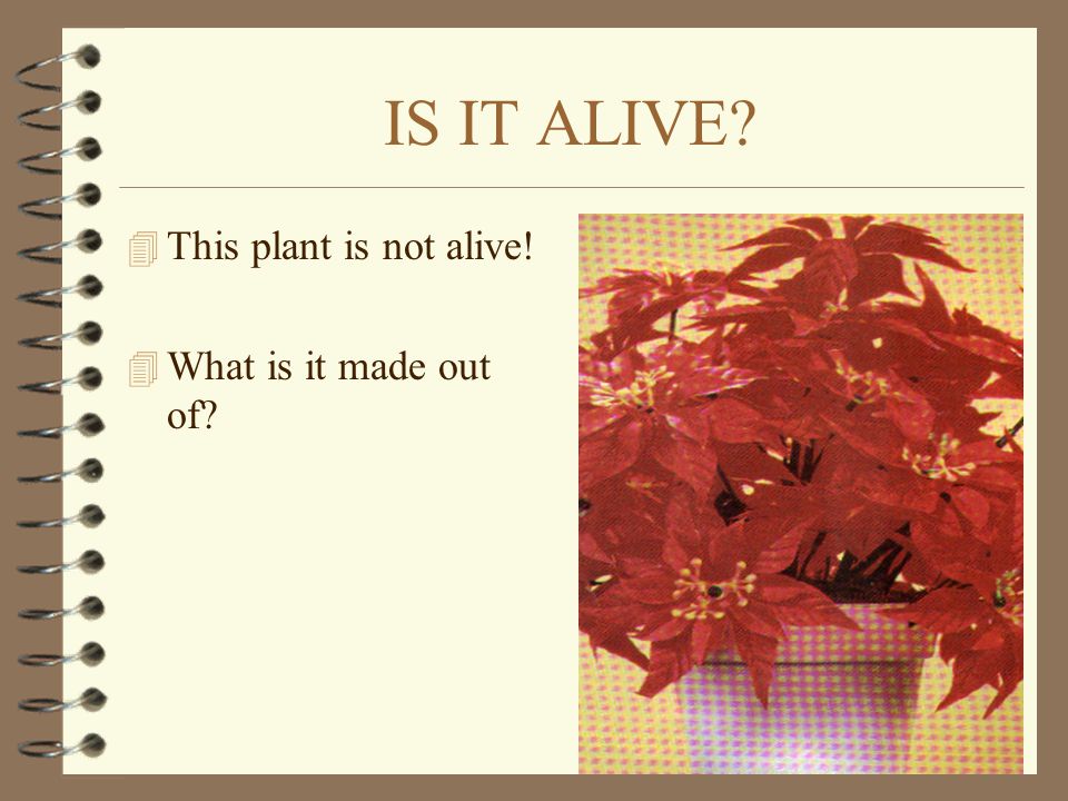 IS IT ALIVE This plant is not alive! What is it made out of