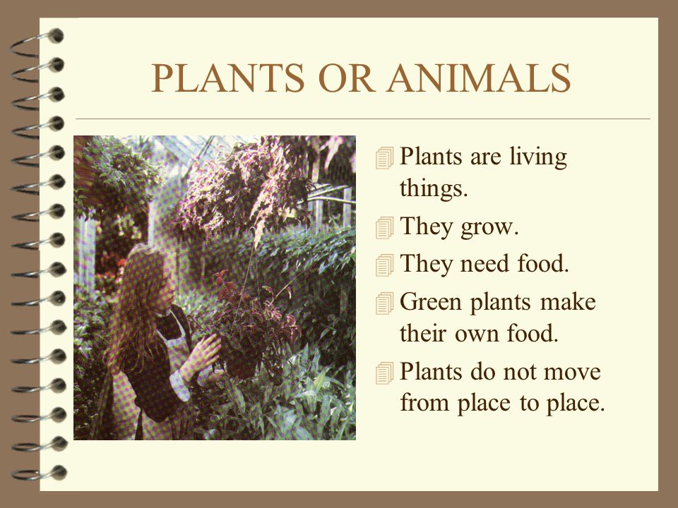 PLANTS OR ANIMALS Plants are living things. They grow. They need food.