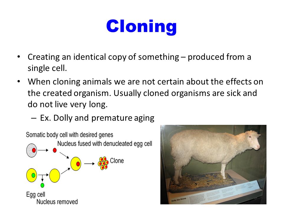 Cloning Creating an identical copy of something – produced from a single cell.