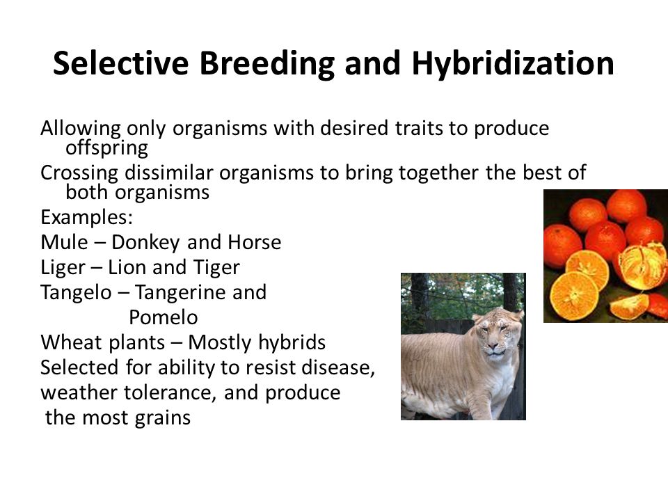 Selective Breeding and Hybridization