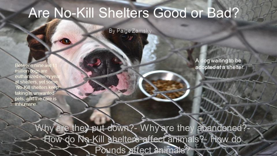 Are No-Kill Shelters Good or Bad