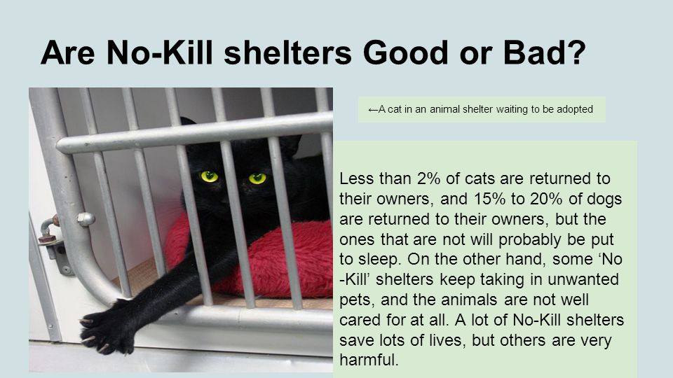 Are No-Kill shelters Good or Bad