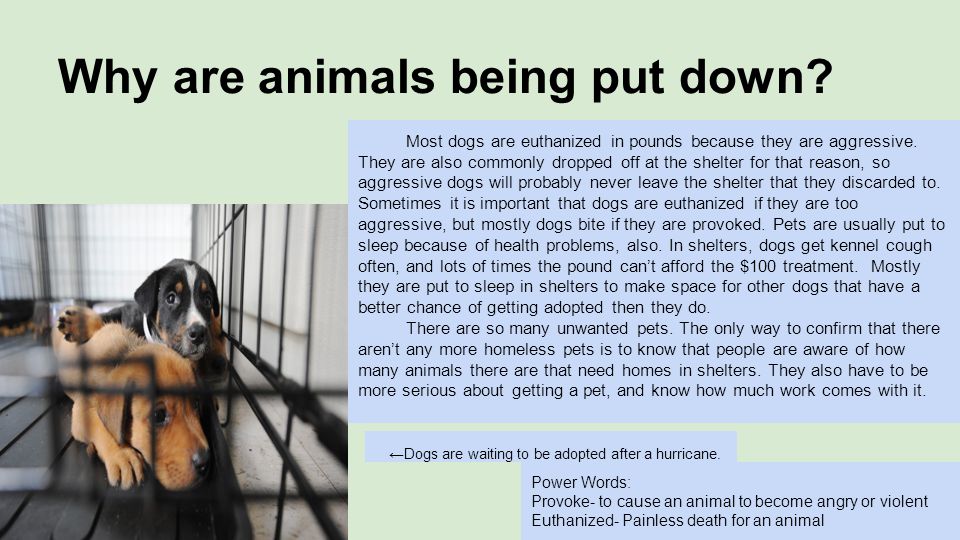 Why are animals being put down