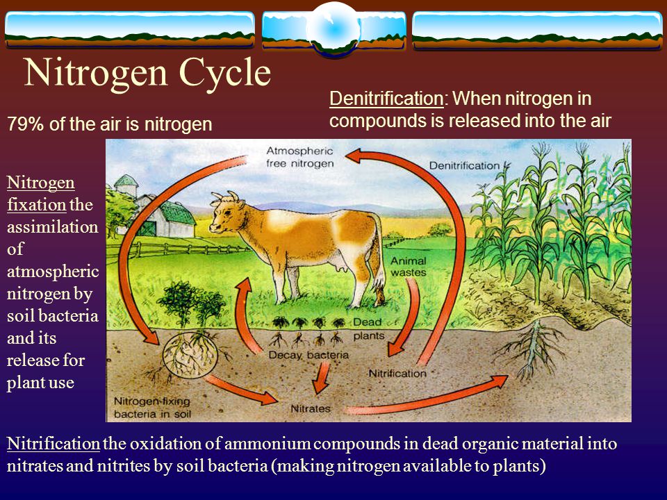 Nitrogen Cycle Denitrification: When nitrogen in compounds is released into the air. 79% of the air is nitrogen.