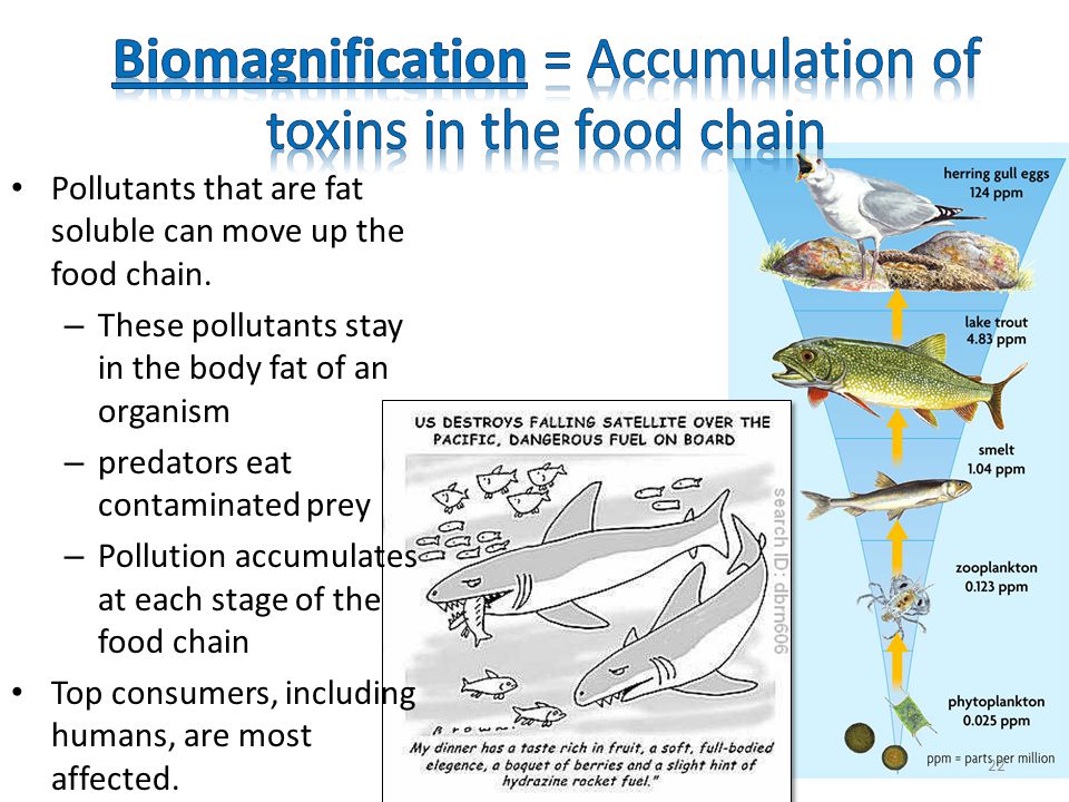 Biomagnification = Accumulation of toxins in the food chain