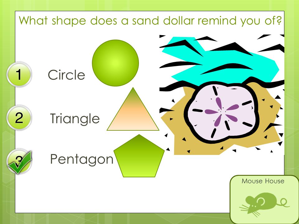 What shape does a sand dollar remind you of