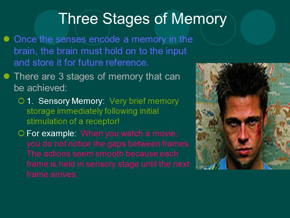 Three Stages of Memory Once the senses encode a memory in the brain, the brain must hold on to the input and store it for future reference.