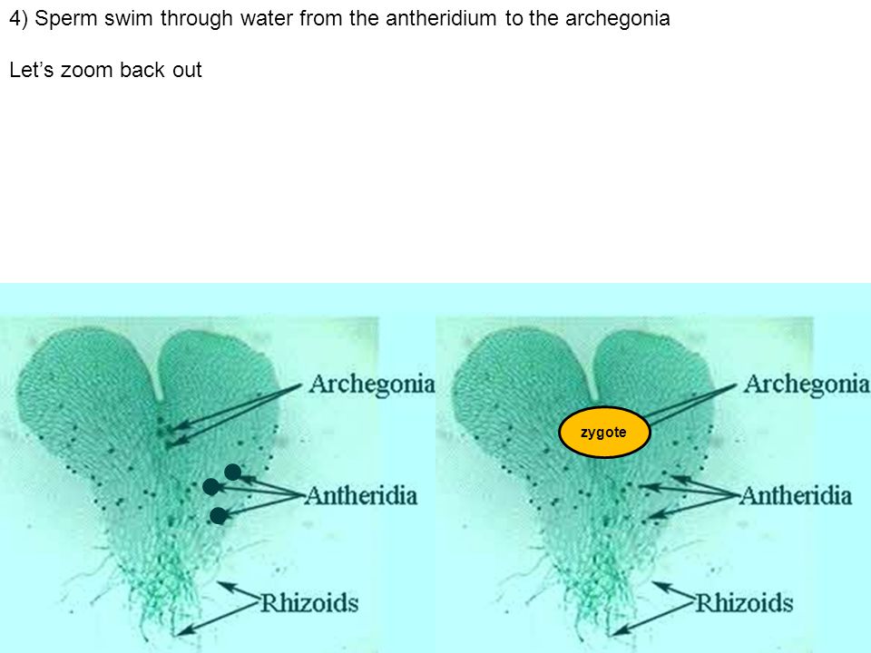 4) Sperm swim through water from the antheridium to the archegonia