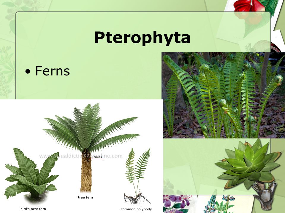 Pterophyta Ferns