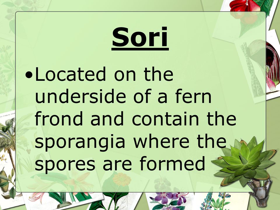 Sori Located on the underside of a fern frond and contain the sporangia where the spores are formed