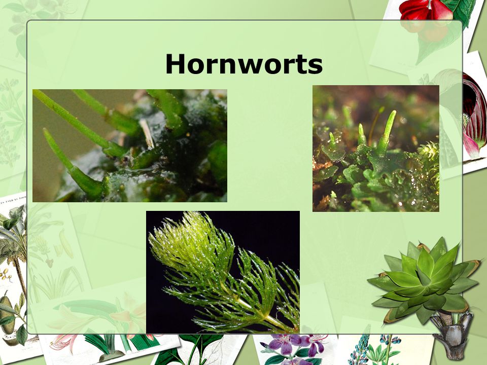 Hornworts