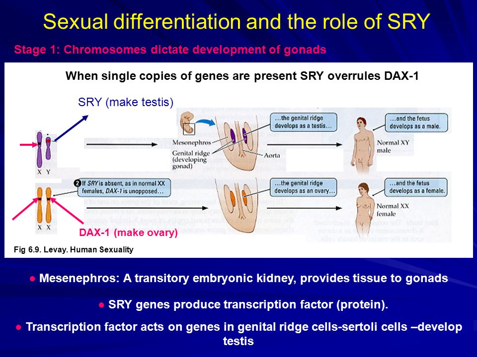 Sexual+differentiation+and+the+role+of+SRY.jpg (960×720)