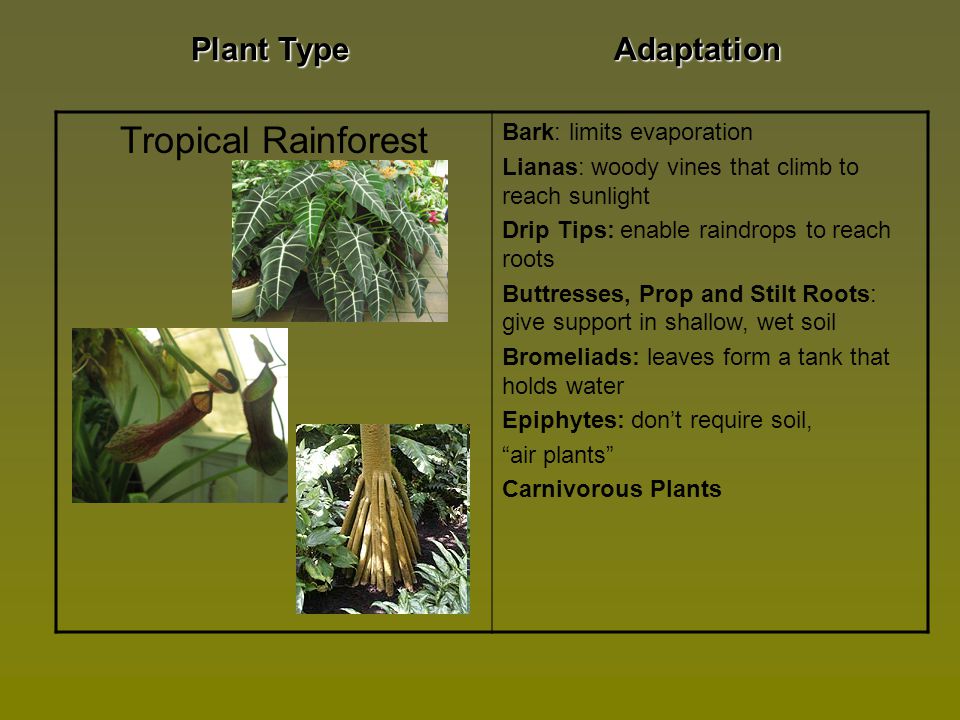Tropical Rainforest Plant Type Adaptation Bark: limits evaporation