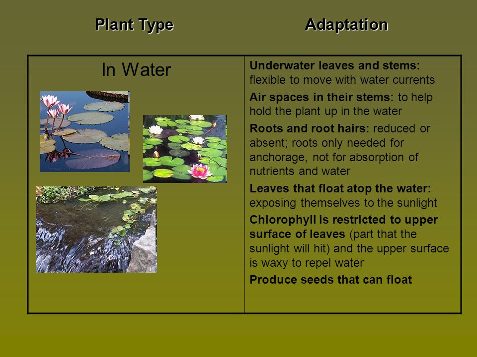 In Water Plant Type Adaptation
