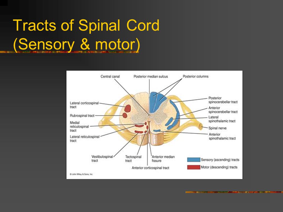 Tracts of Spinal Cord (Sensory & motor)