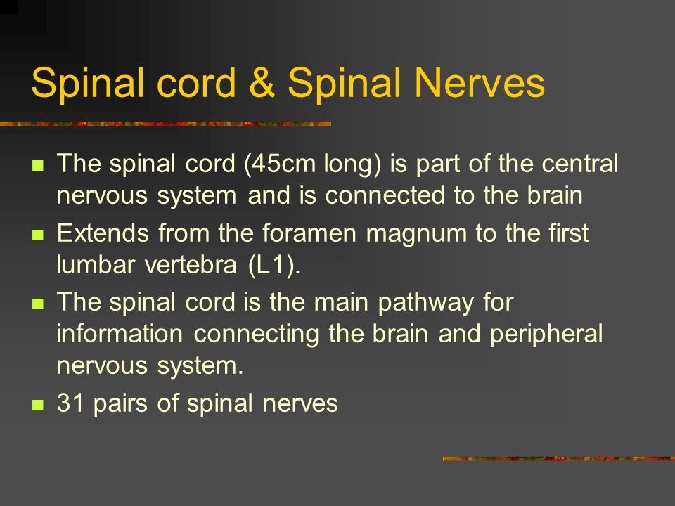 Spinal cord & Spinal Nerves