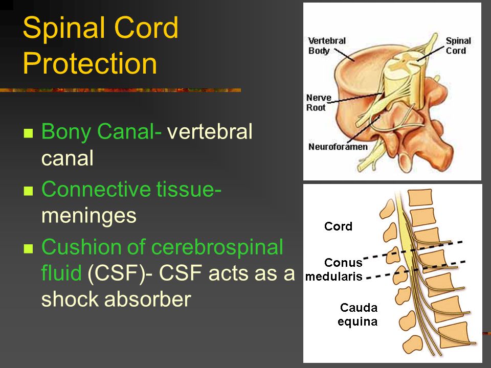Spinal Cord Protection