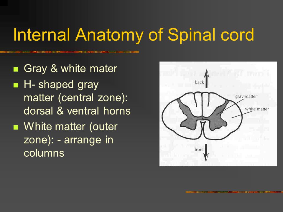 Internal Anatomy of Spinal cord
