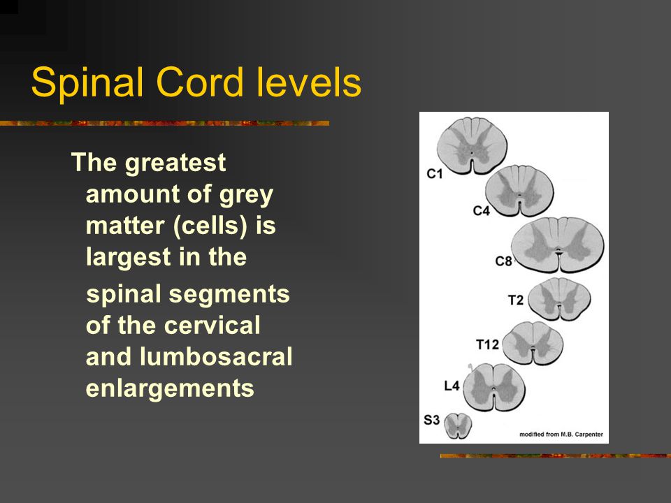 Spinal Cord levels The greatest amount of grey matter (cells) is largest in the.