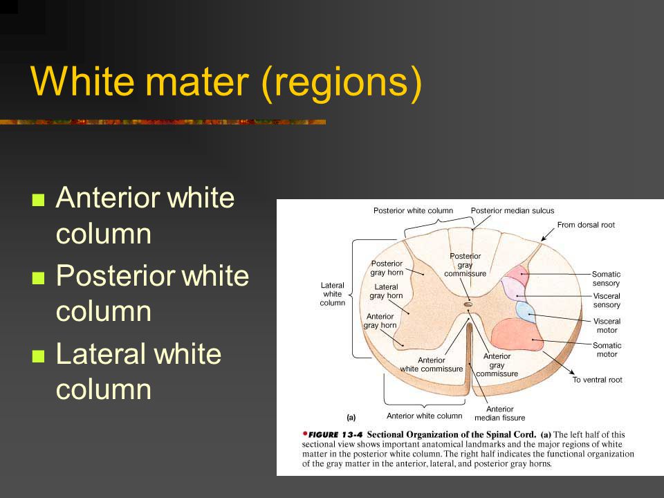 White mater (regions) Anterior white column Posterior white column