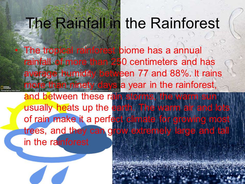 The Rainfall in the Rainforest