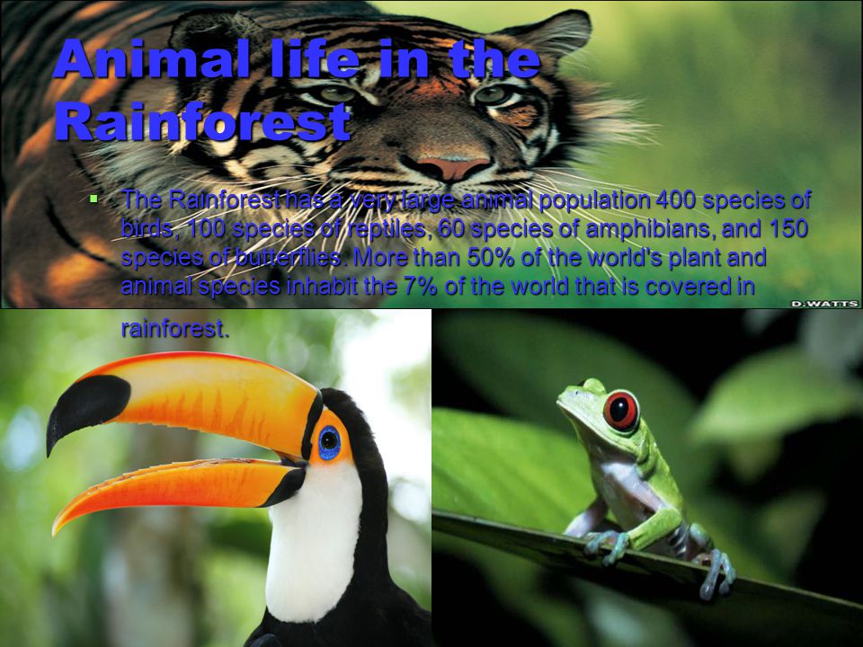Animal life in the Rainforest