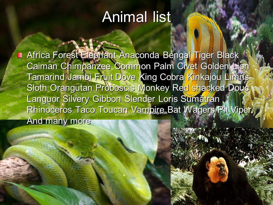 Animal list