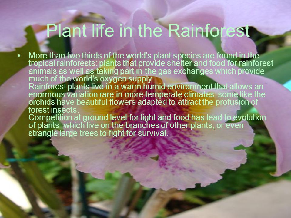 Plant life in the Rainforest