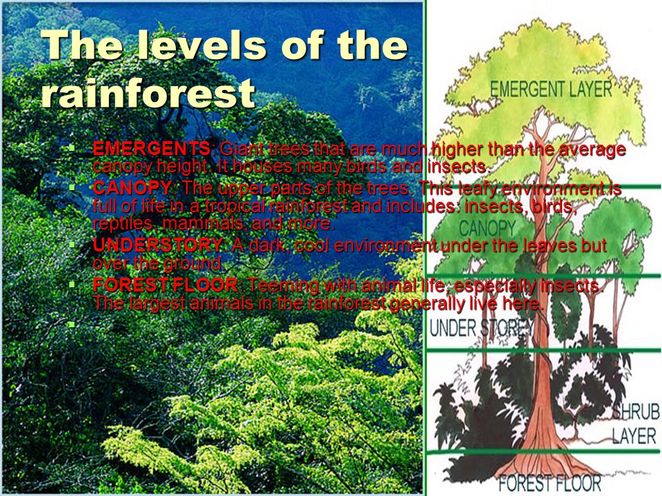 The levels of the rainforest