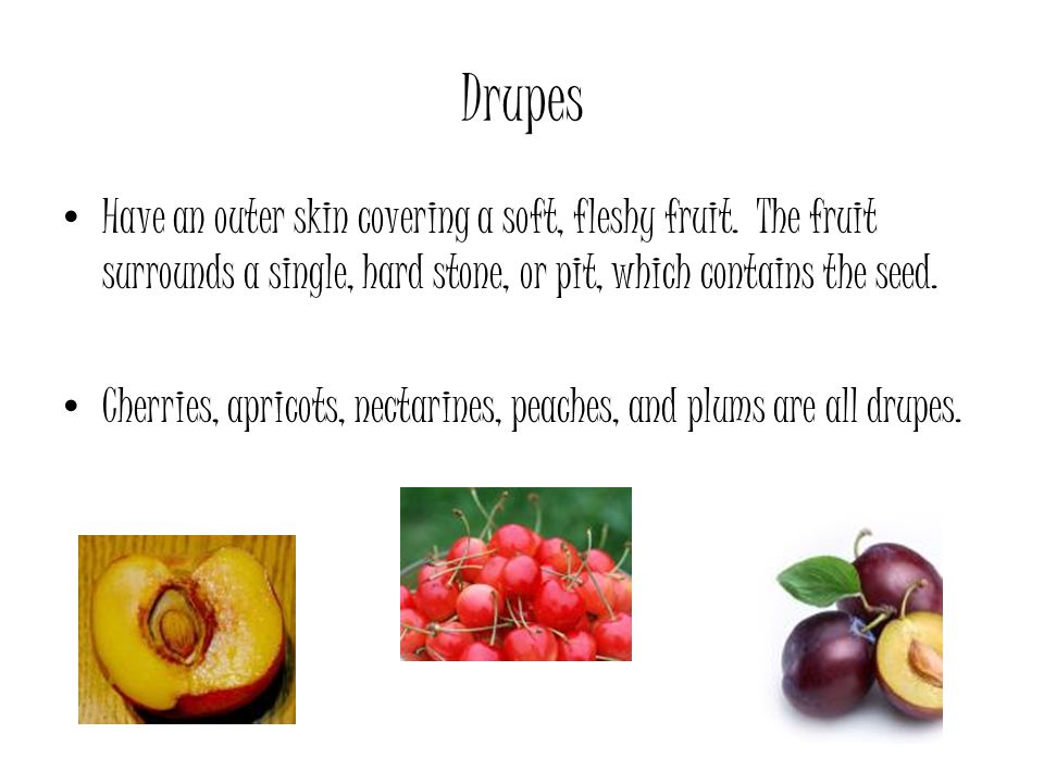 Drupes Have an outer skin covering a soft, fleshy fruit. The fruit surrounds a single, hard stone, or pit, which contains the seed.