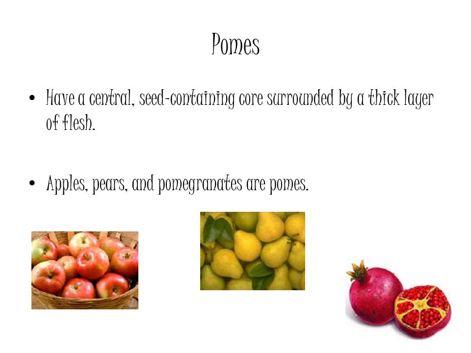 Pomes Have a central, seed-containing core surrounded by a thick layer of flesh.