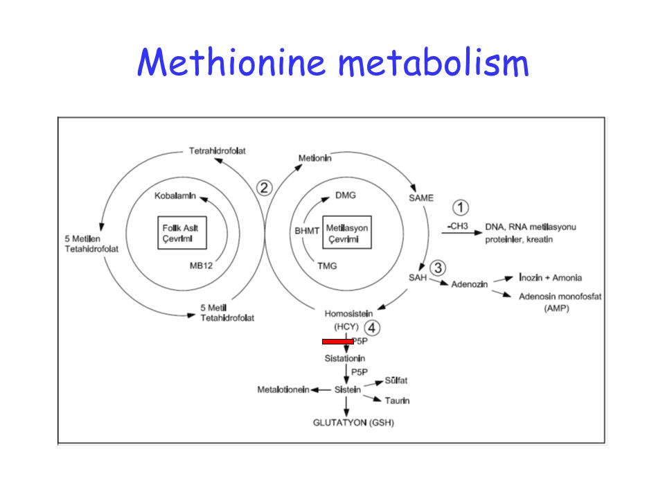 Methionine metabolism